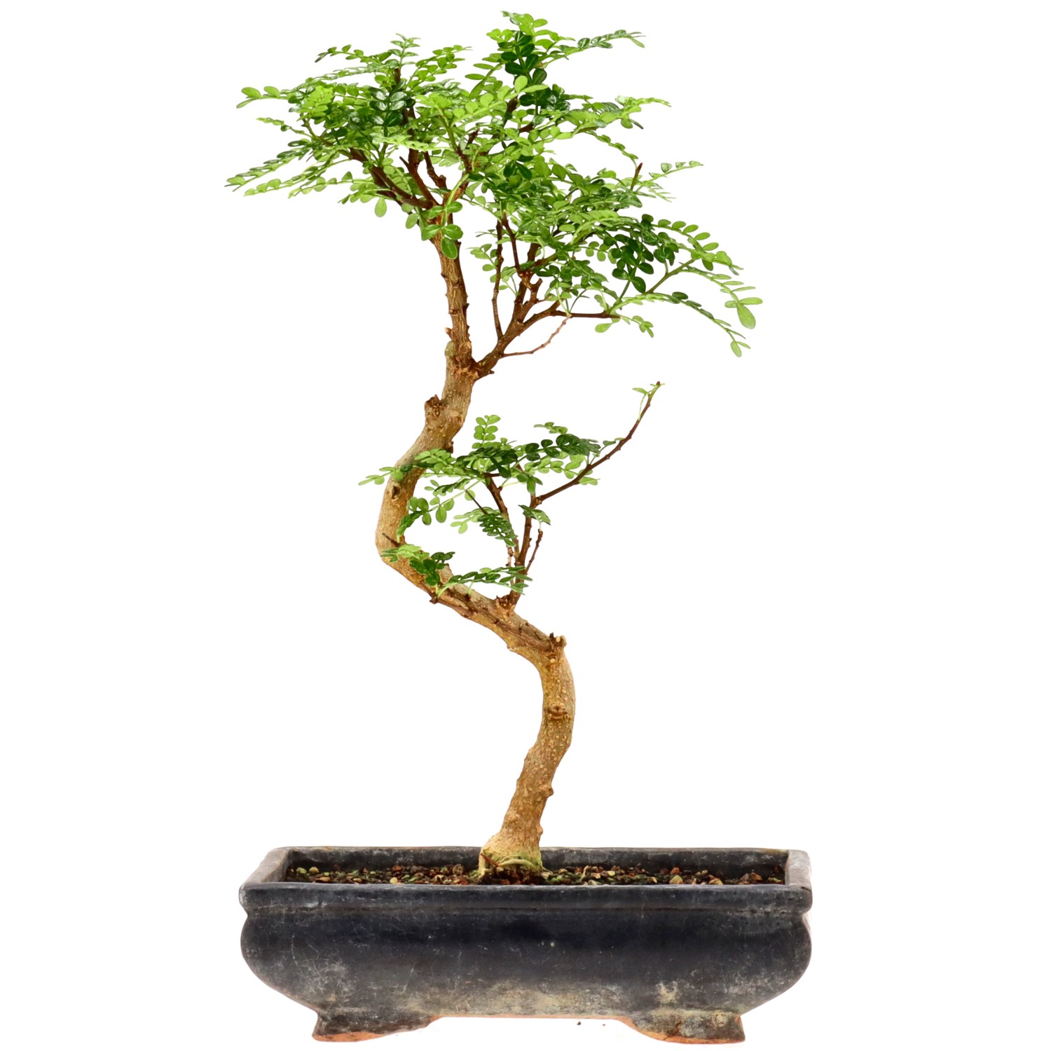 Japanse peperboom, ca. 10 j. (34 cm)