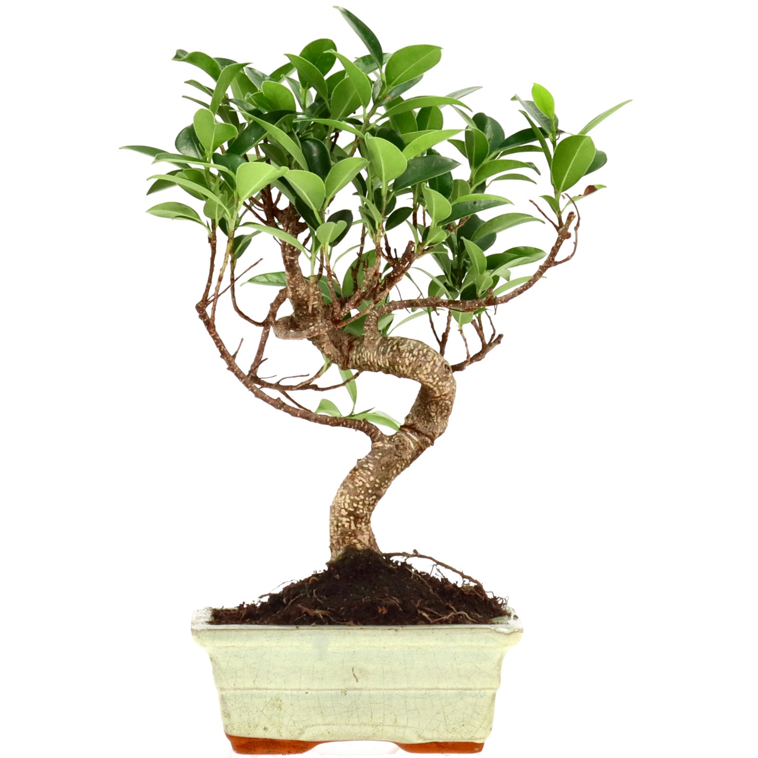 Ficus Retusa, aprox. 7 años (28 cm)