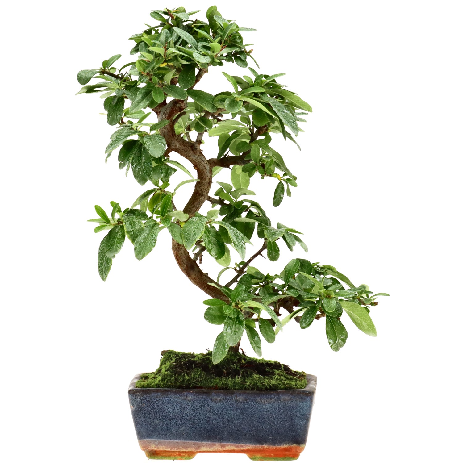 Feuerdorn, ca. 7 J. (29 cm)