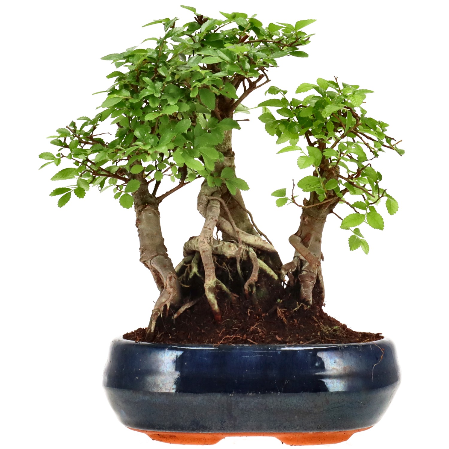 Chin. Ulme, ca. 10 J. (22 cm)