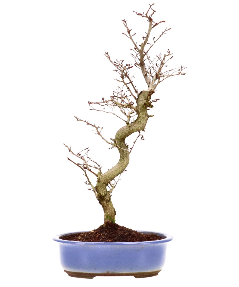 Carpino coreano, ca. 16 anni (52 cm)