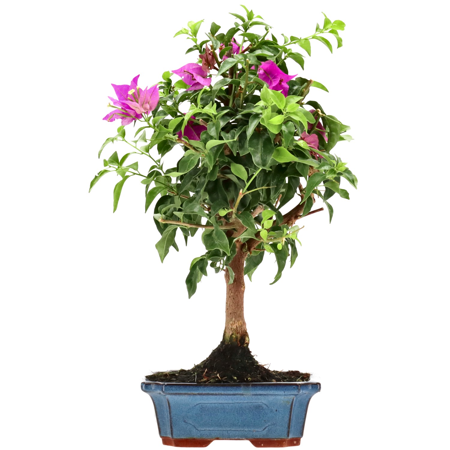 Bougainvillea (Drillingsblume), ca. 10 J. (39 cm)