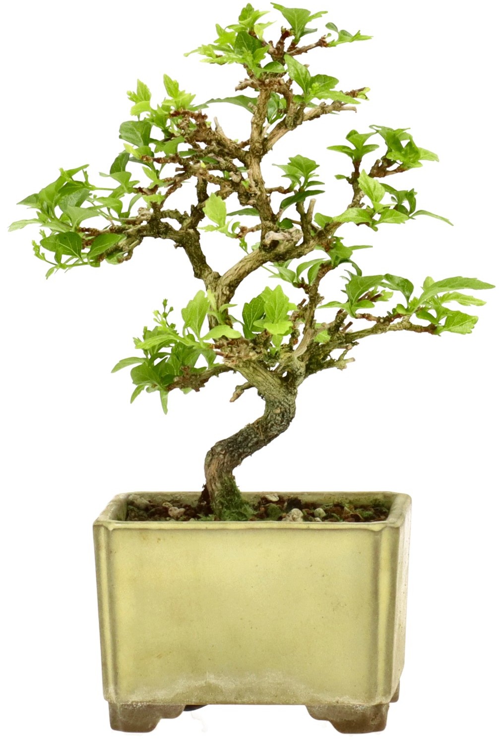 [K011] Premna japonica, ca. 10 anni