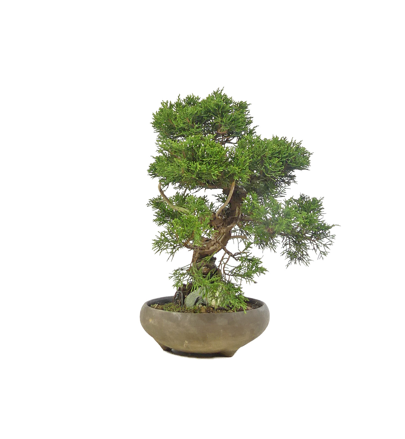 bonsai.fallbackImageTitle bonsai.fallbackImageTitle