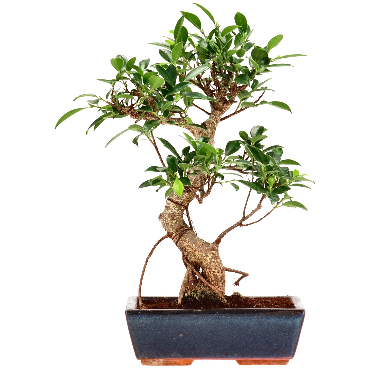 Ficus Retusa, aprox. 14 años (37 cm)