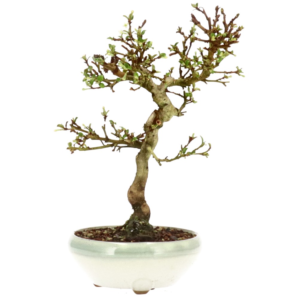 Elaeagnus pungens, ca. 10 anni (22 cm)