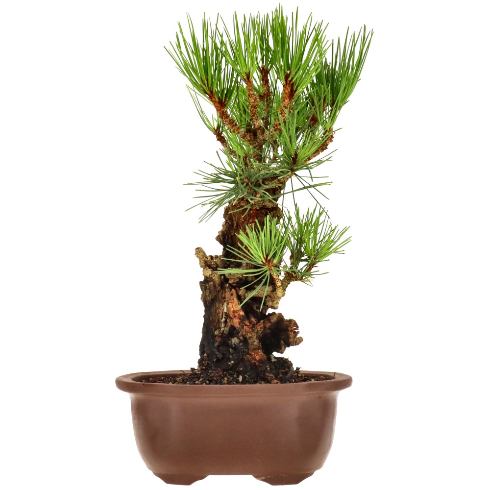 Korkrindige Schwarzkiefer, ca. 15 J. (29 cm)