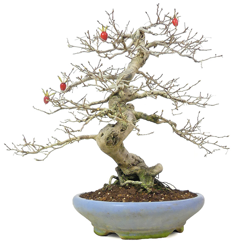 bonsai.fallbackImageTitle bonsai.fallbackImageTitle
