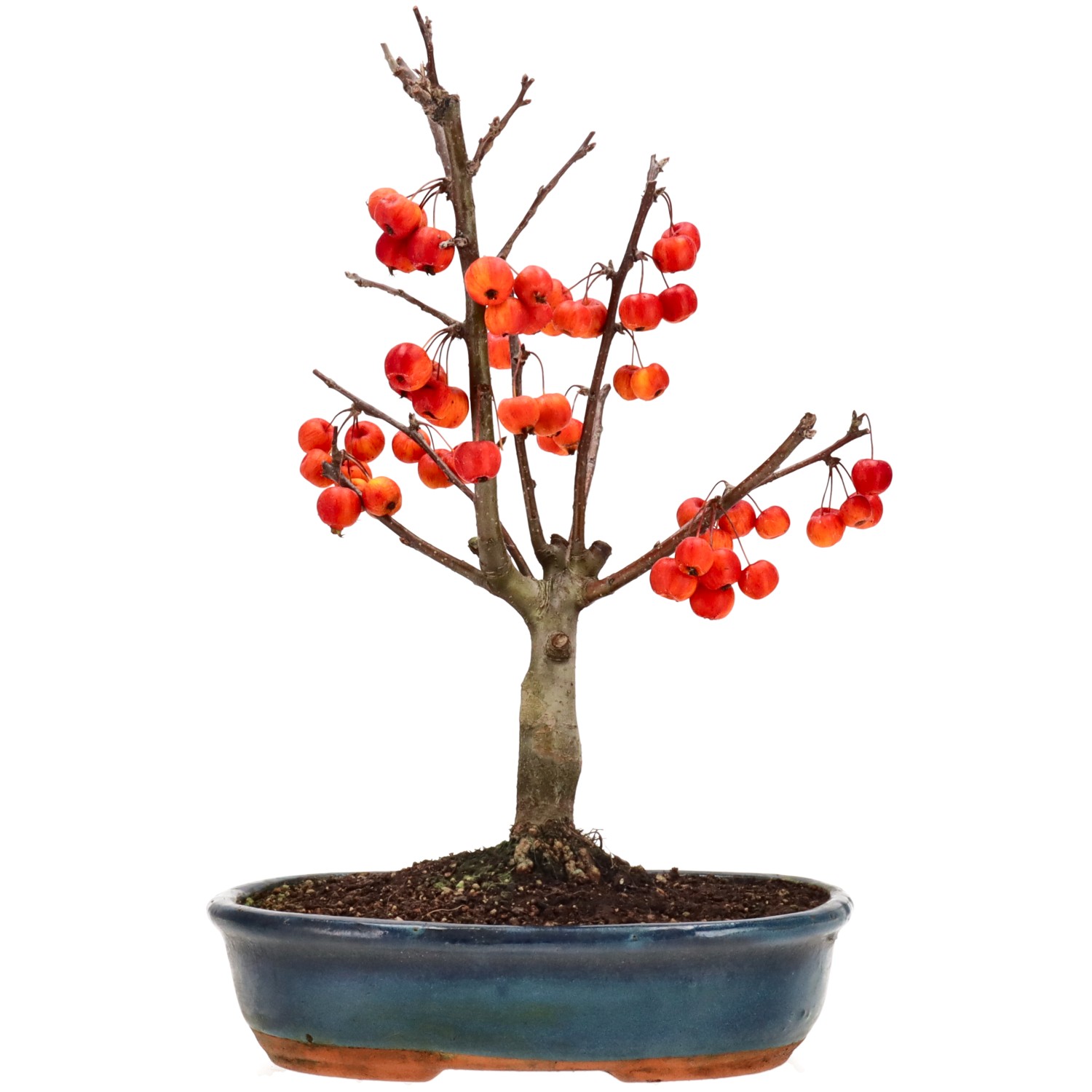 Pommier d’ornement, env. 12 ans (43 cm)