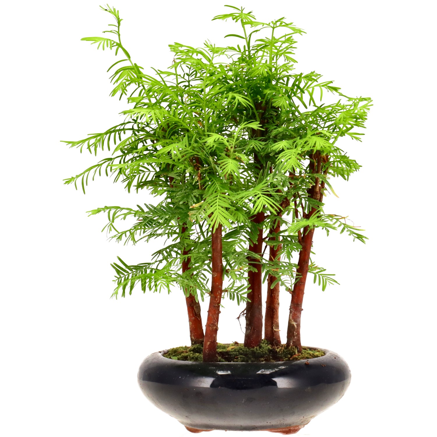 Metasequoia glyptostroboides, env. 6 ans (24 cm)