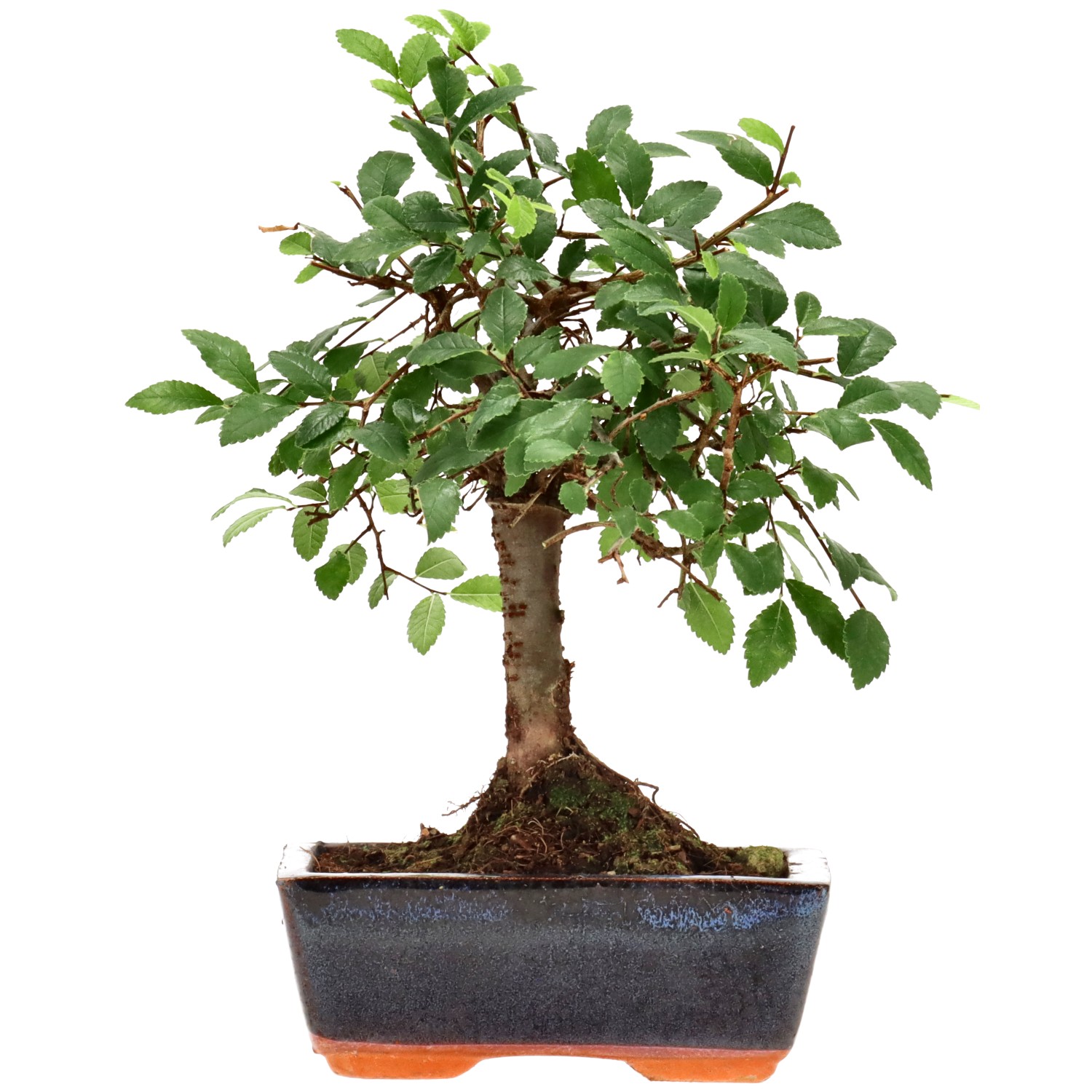 Orme de Chine, env. 7 ans (23 cm)