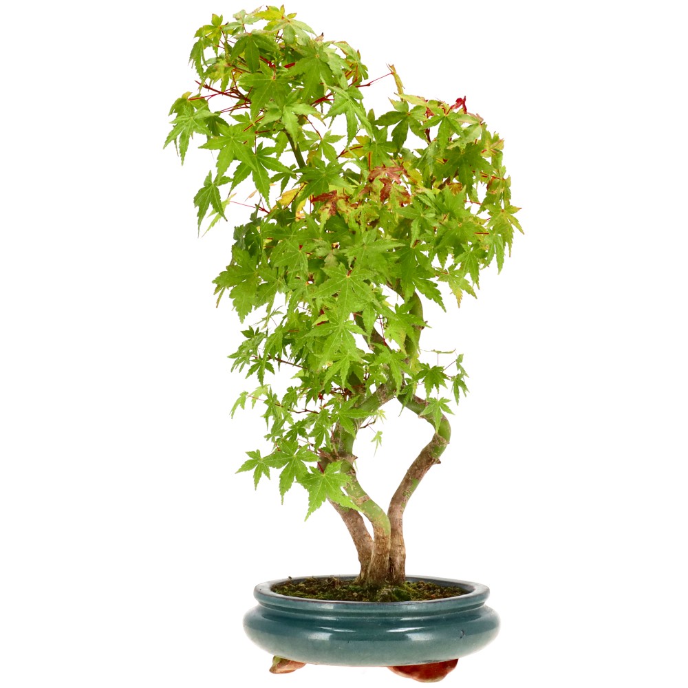 bonsai.fallbackImageTitle bonsai.fallbackImageTitle