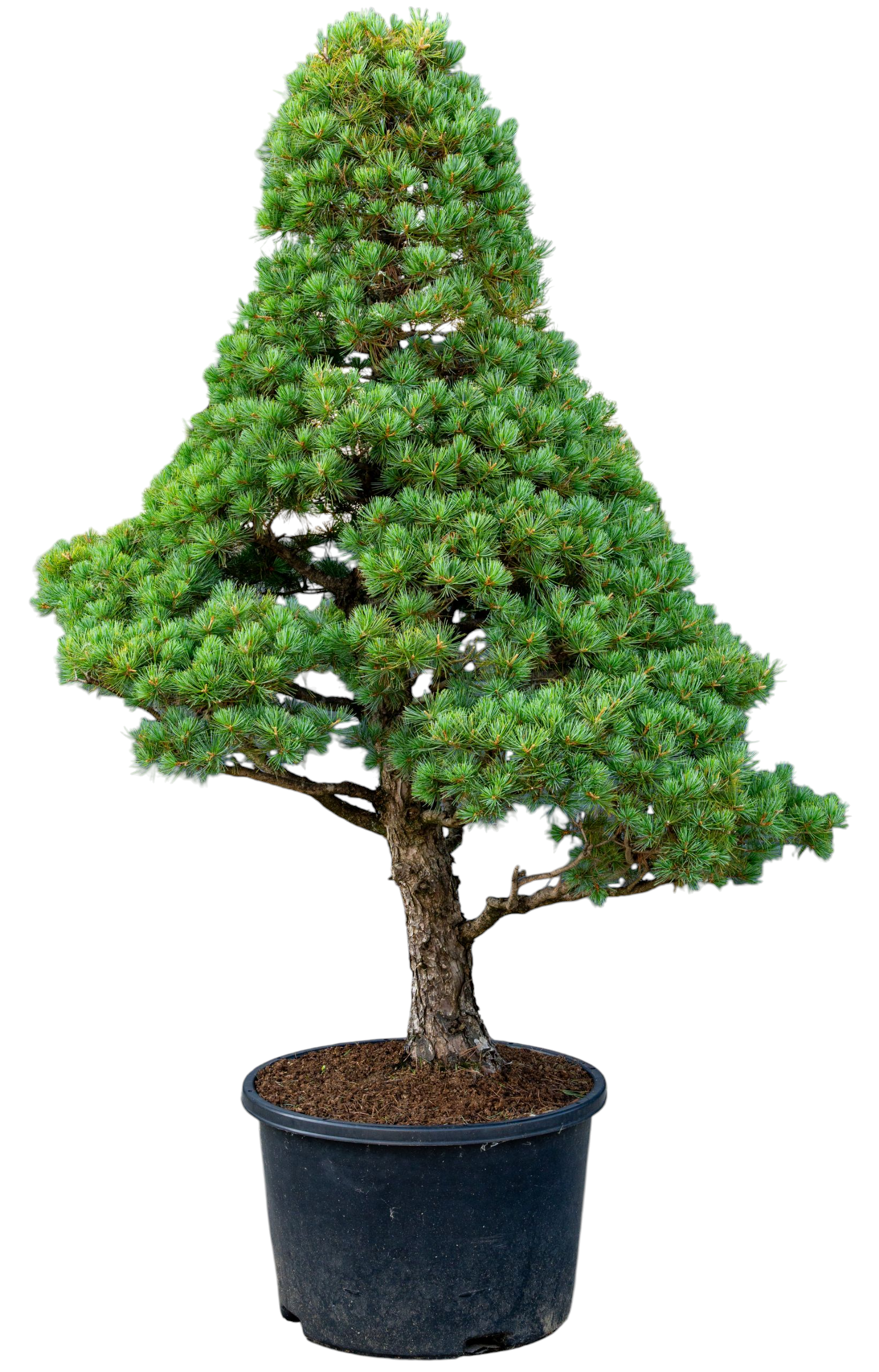 bonsai.fallbackImageTitle