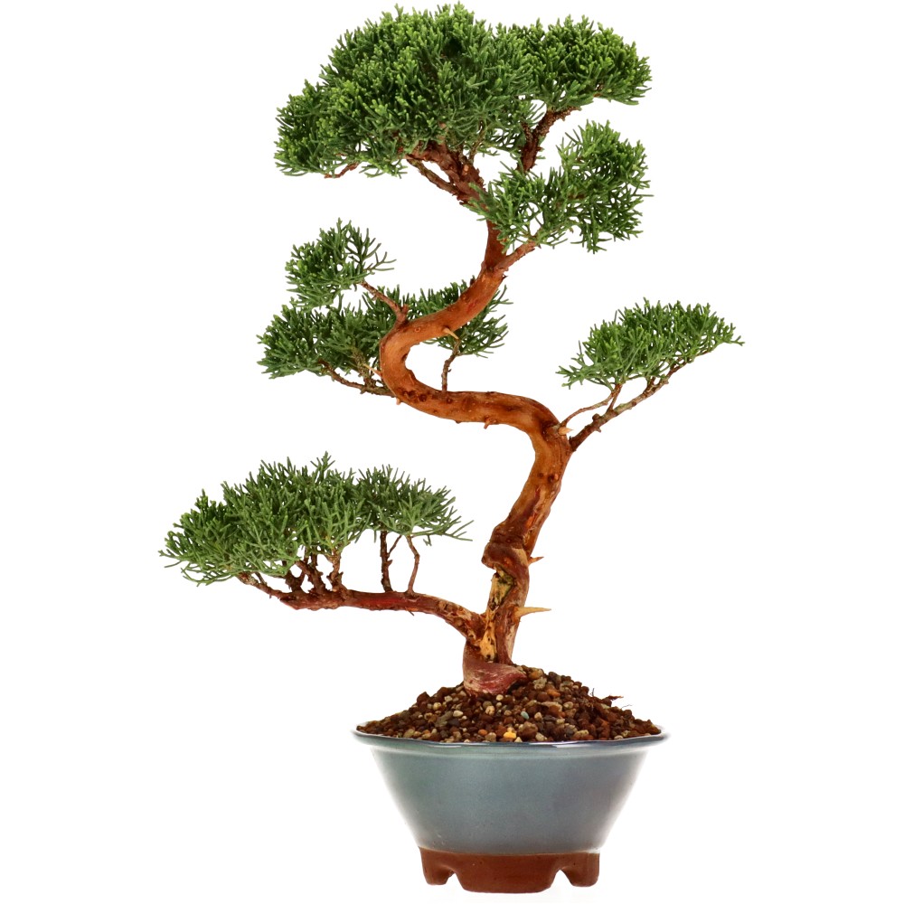 Chin. Wacholder, ca. 15 J. (35 cm)