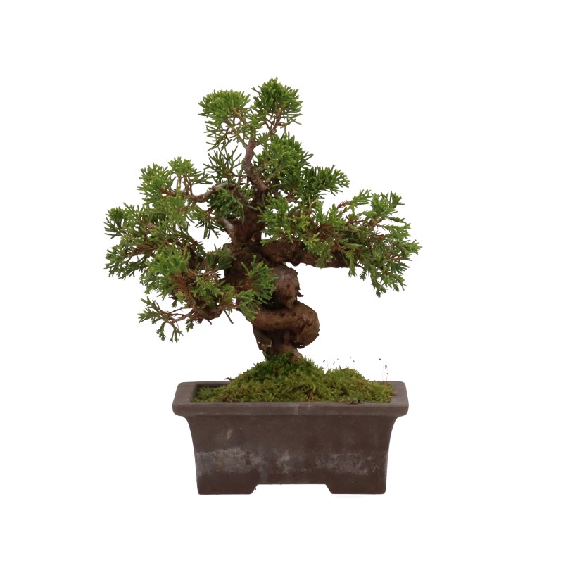 bonsai.fallbackImageTitle bonsai.fallbackImageTitle