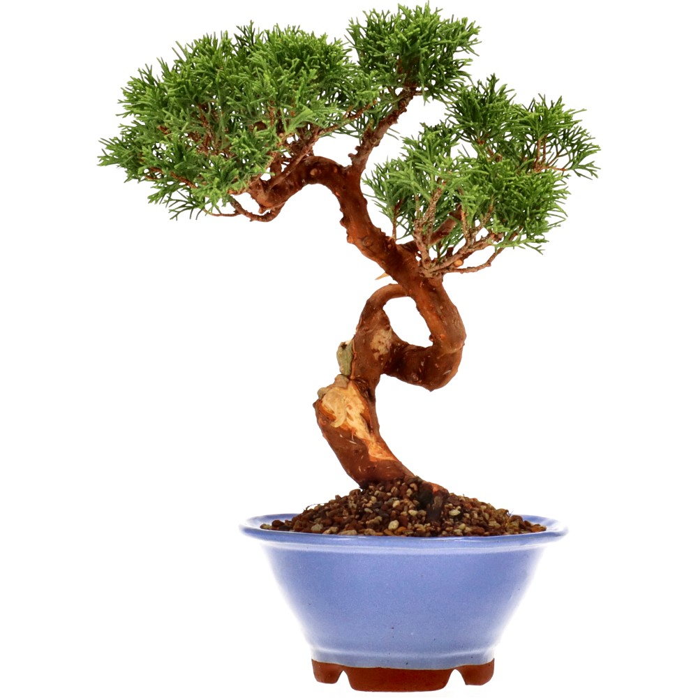 Chin. Wacholder, ca. 15 J. (33 cm)