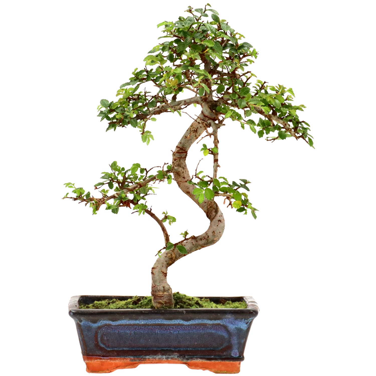 Orme de Chine, env. 9 ans (30 cm)