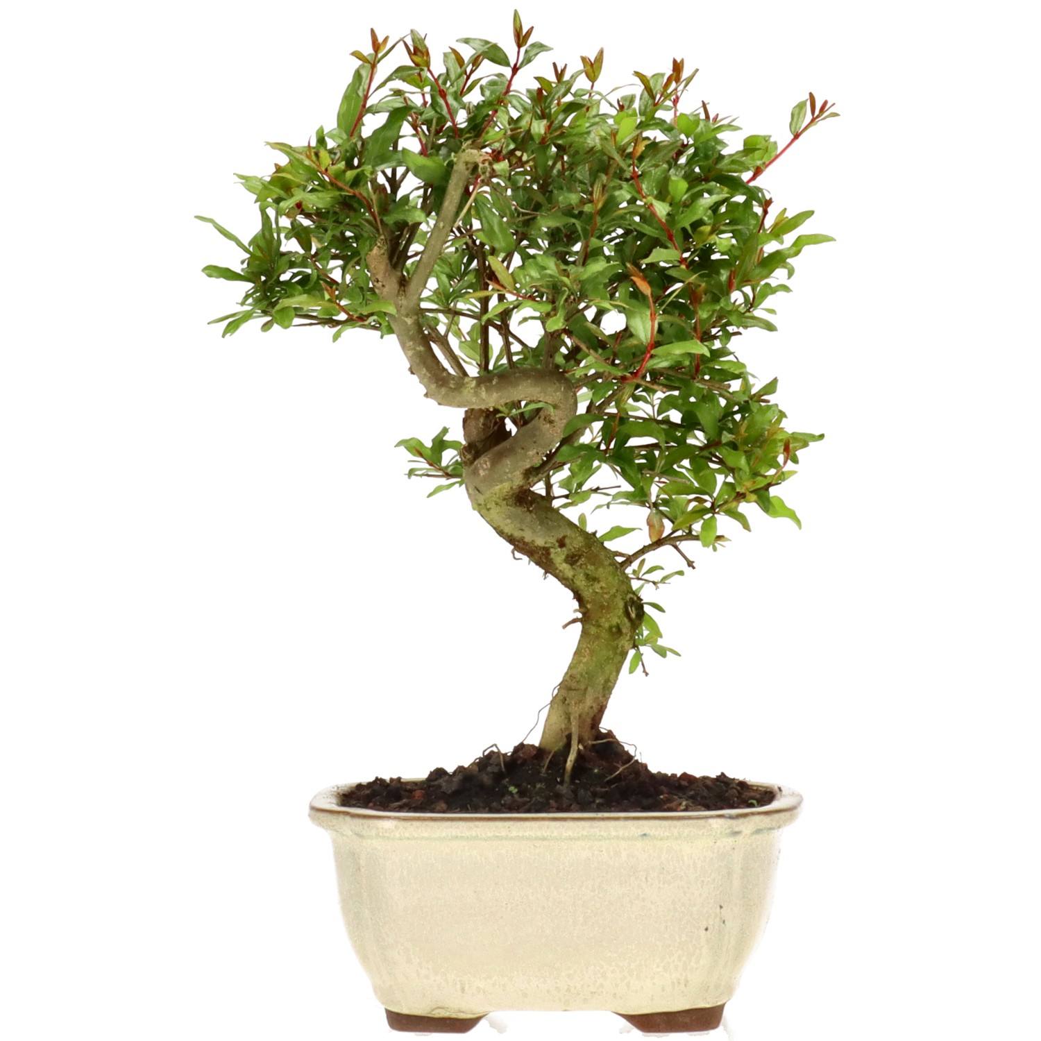 Granatapfel, ca. 8 J. (24 cm)