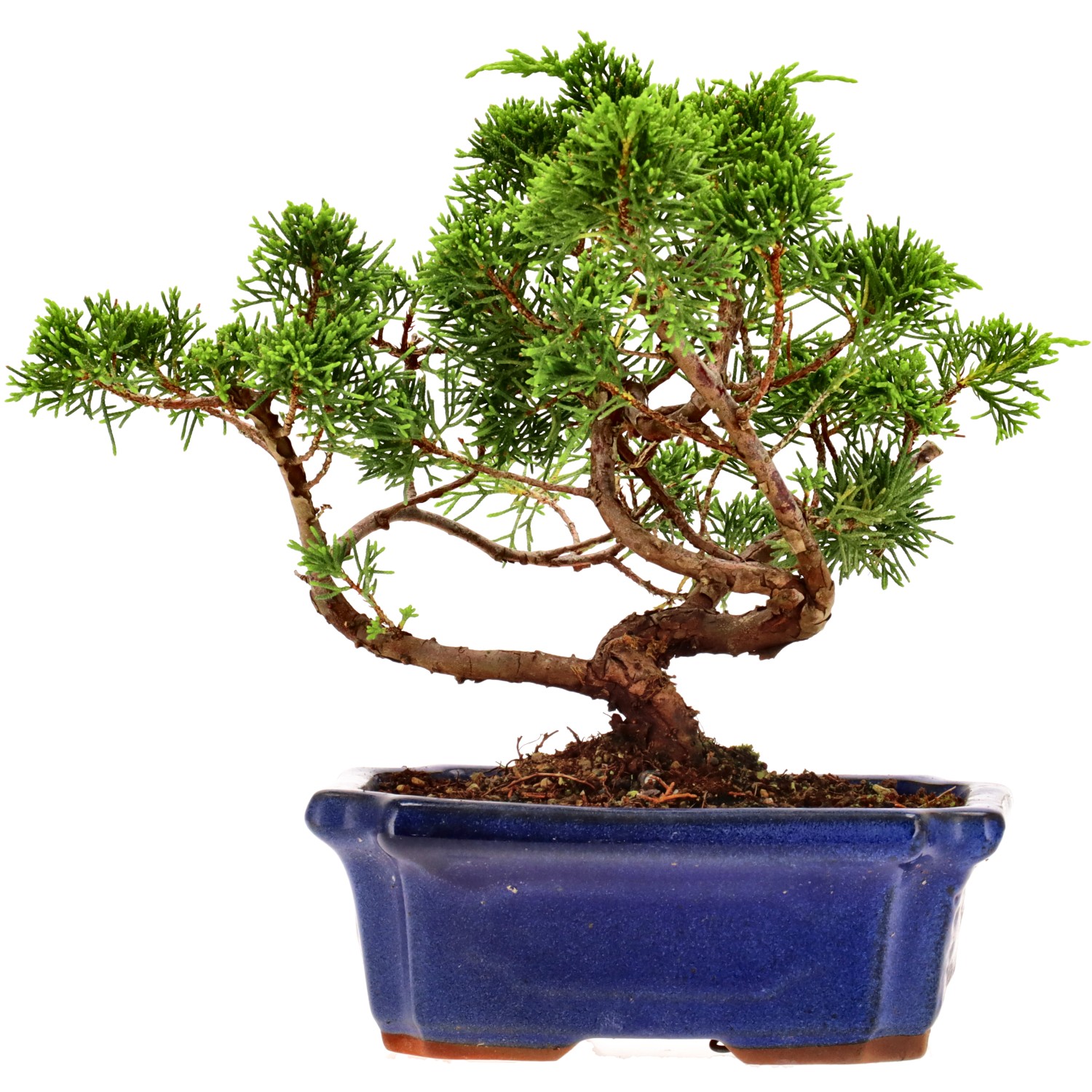Genévrier de Chine, env. 9 ans (20 cm)