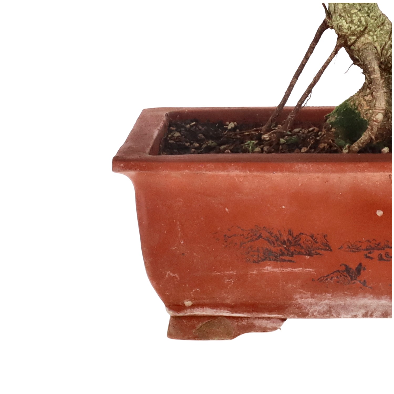 bonsai.fallbackImageTitle bonsai.fallbackImageTitle