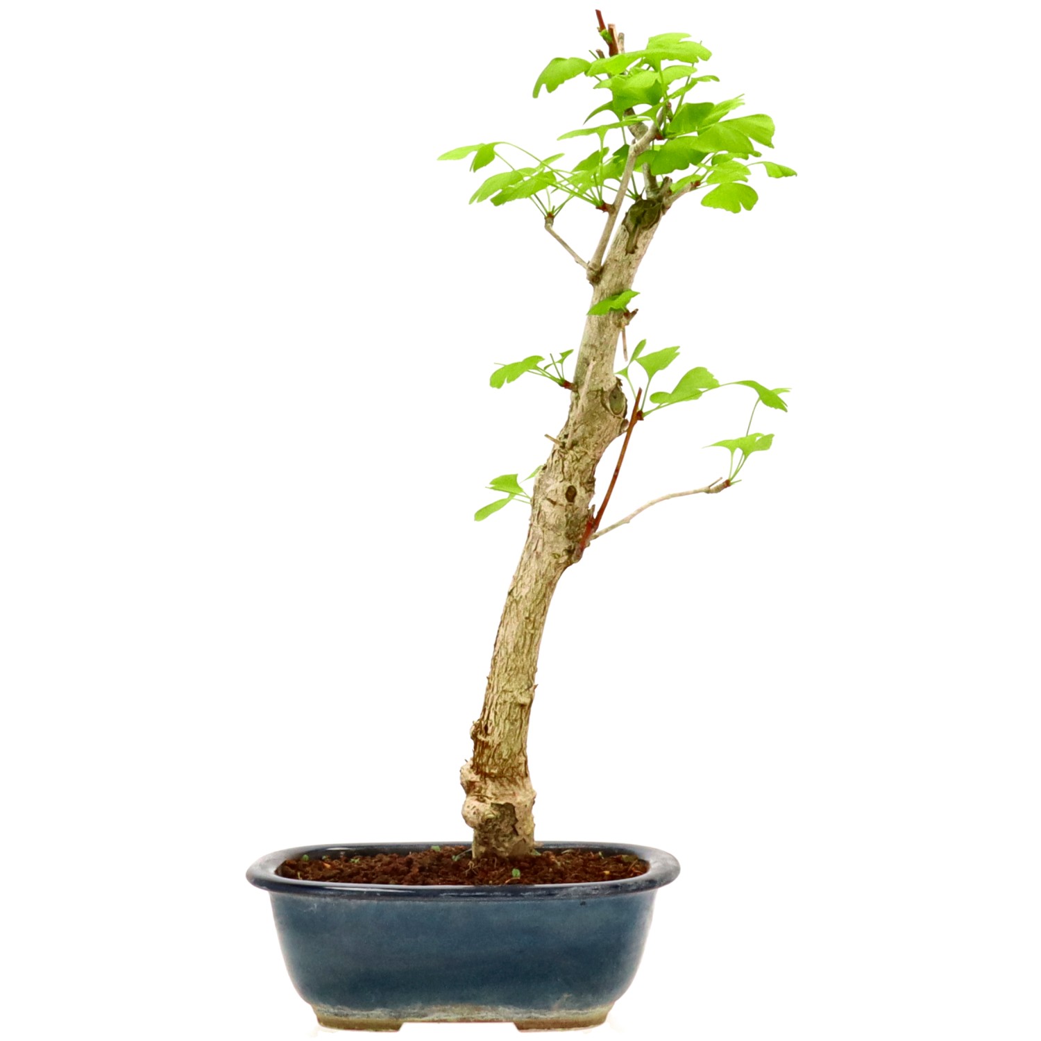 Ginkgo, ca. 12 J. (49 cm)
