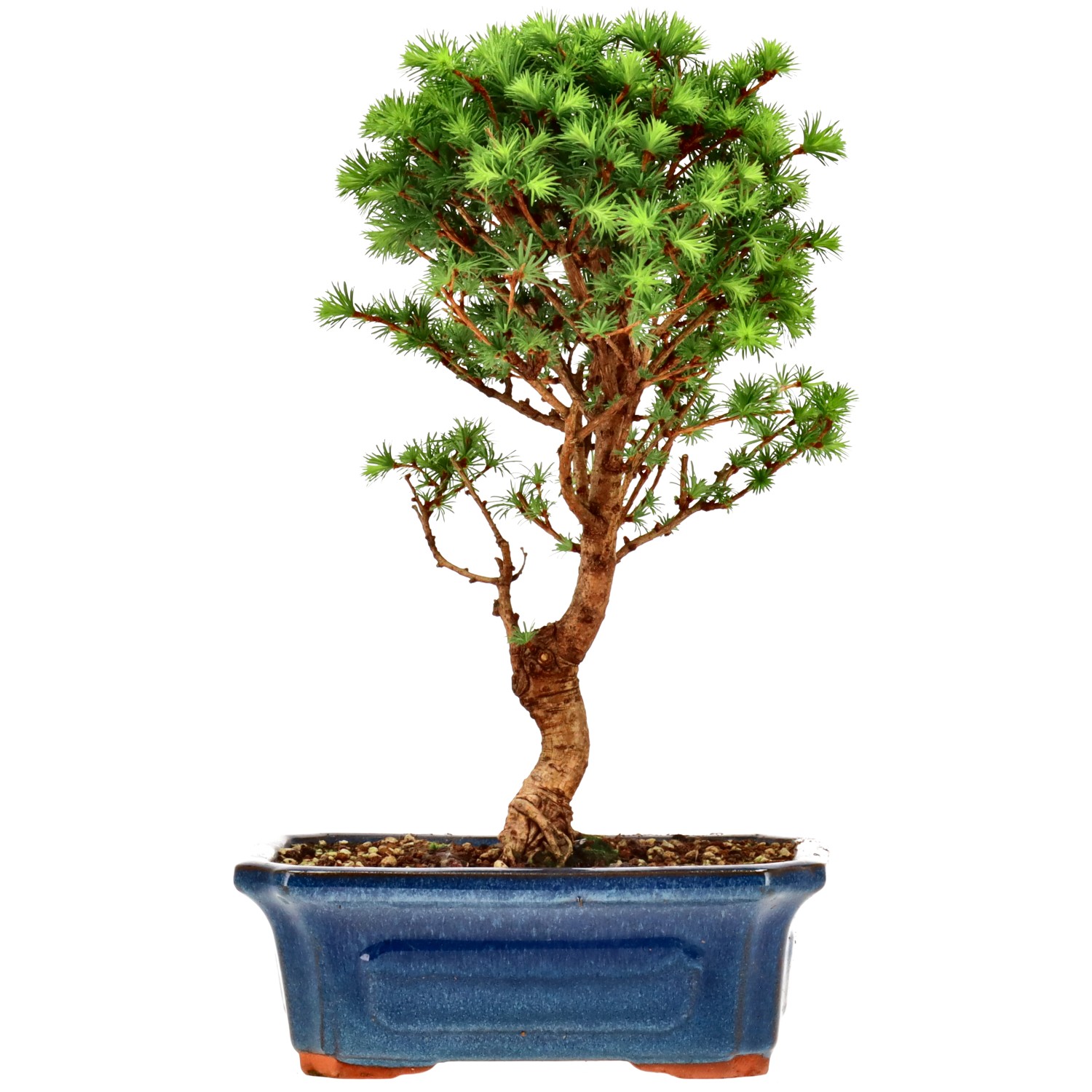 Jap. Lärche, ca. 10 J. (29 cm)