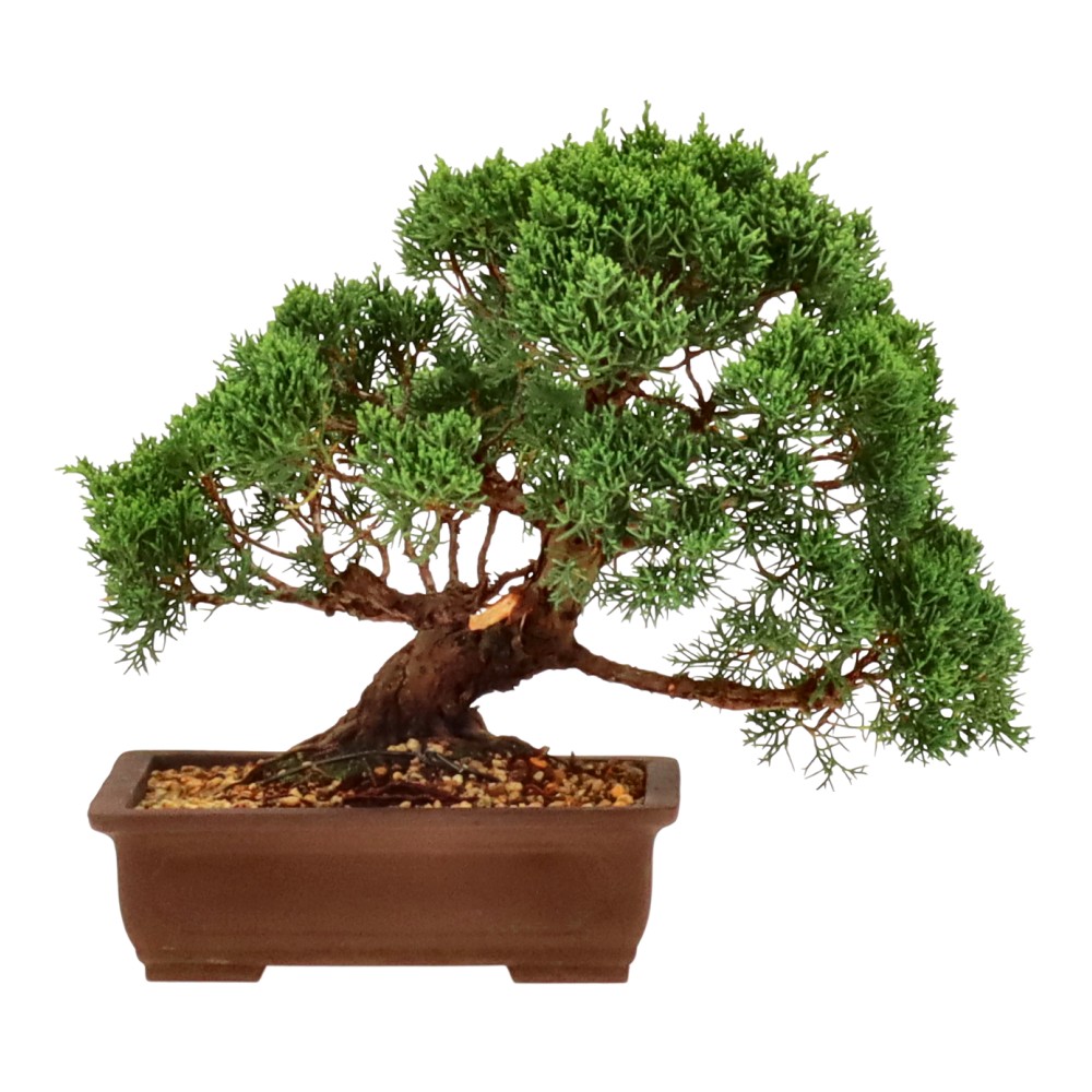 bonsai.fallbackImageTitle