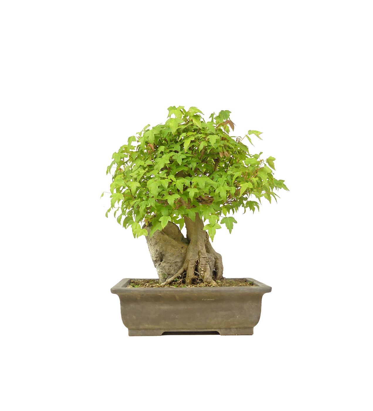 bonsai.fallbackImageTitle bonsai.fallbackImageTitle
