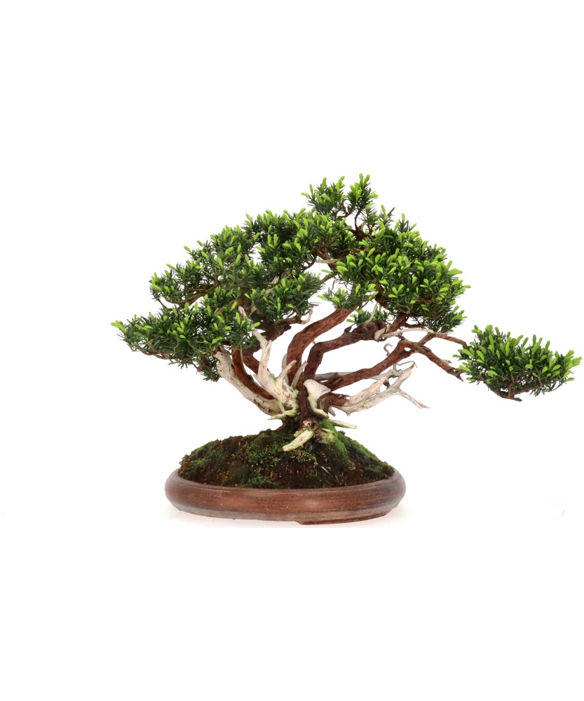 bonsai.fallbackImageTitle bonsai.fallbackImageTitle