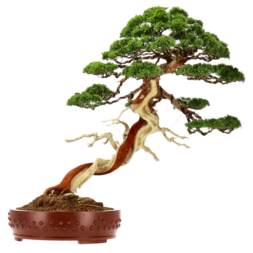 Chin. Wacholder, ca. 40 J. (63 cm)