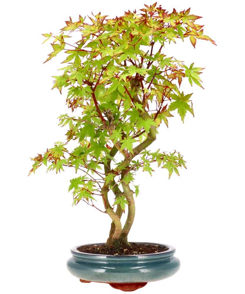 bonsai.fallbackImageTitle bonsai.fallbackImageTitle