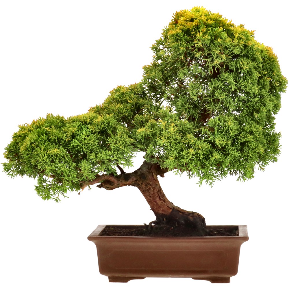 bonsai.fallbackImageTitle