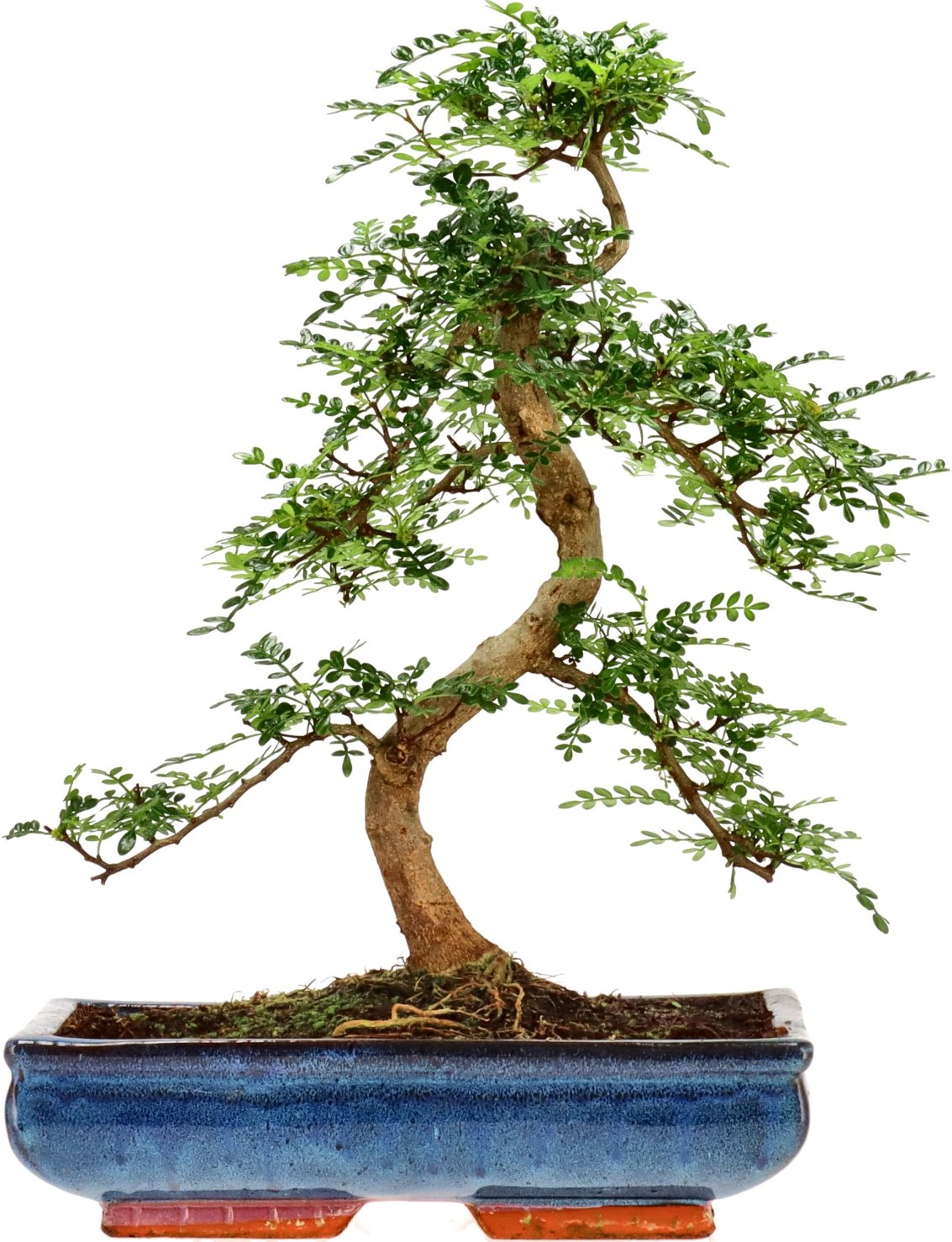 [Z035] Japanse peperboom, ca. 16 jaar