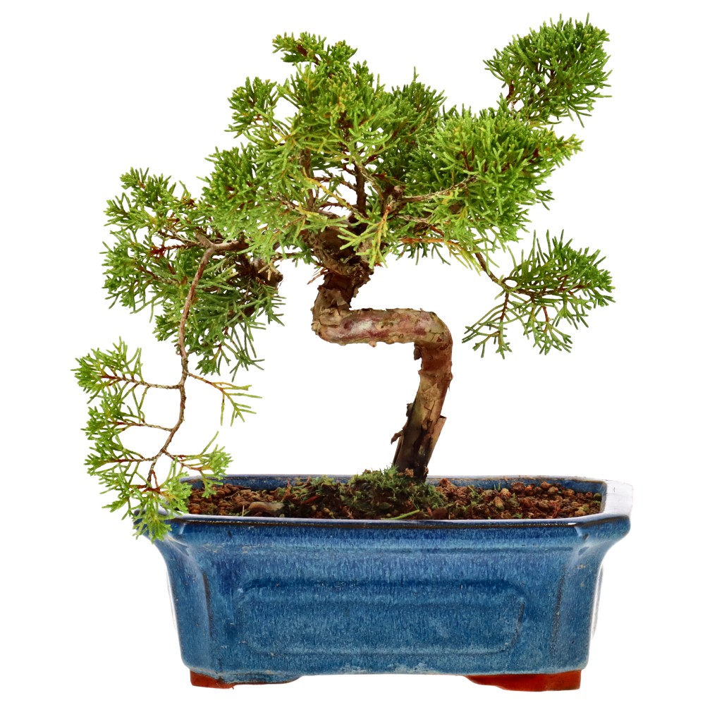 Chin. Wacholder, ca. 10 J. (20 cm)