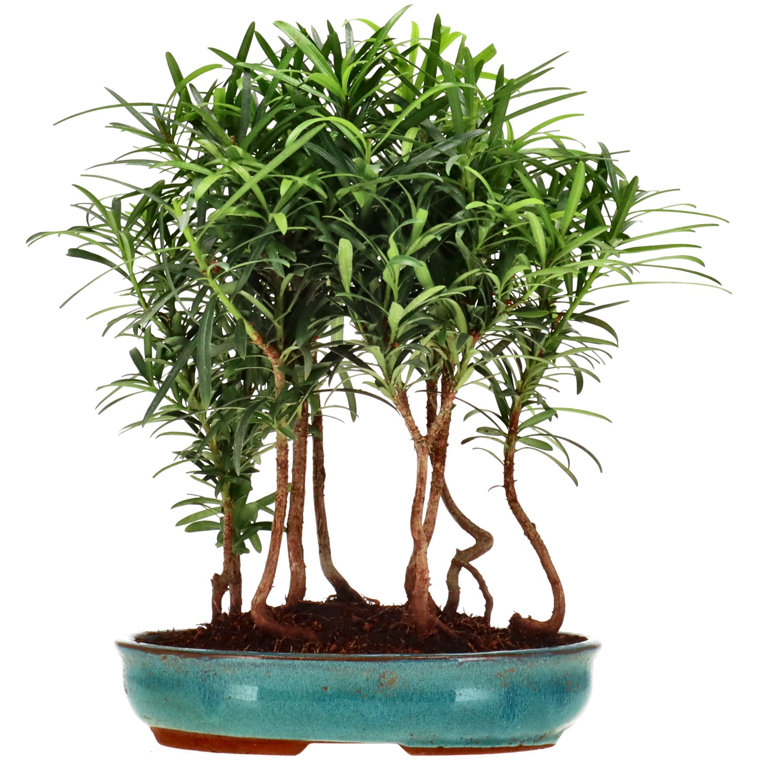 Chin. Steineibe, ca. 3 J. (26 cm)