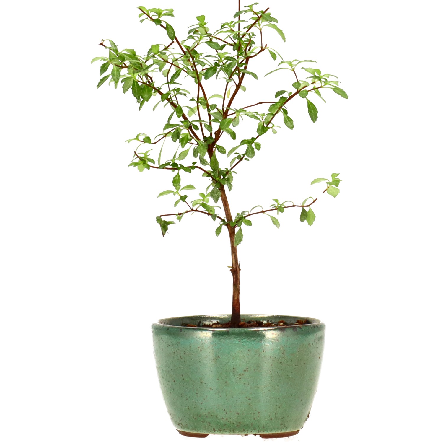 Fuchsie, ca. 2 J. (14 cm)