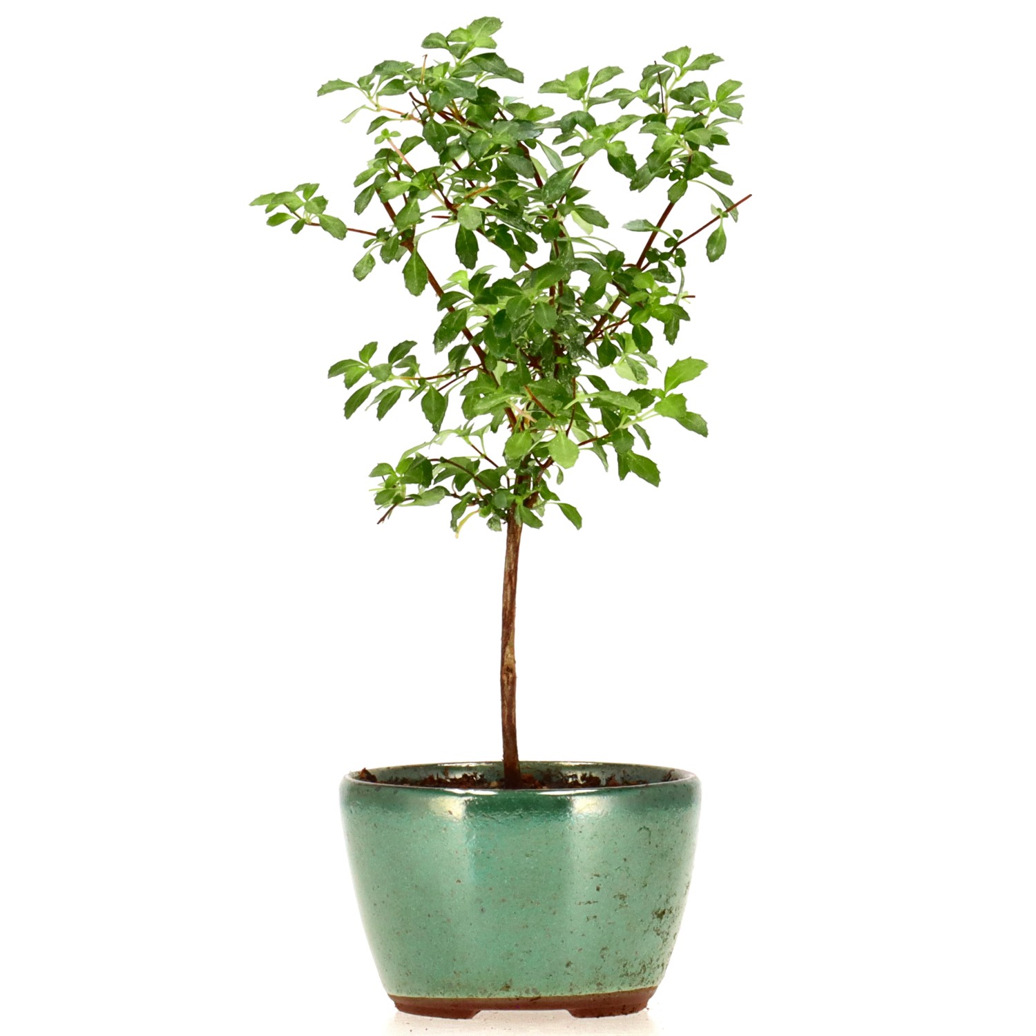 Fuchsie, ca. 2 J. (16 cm)