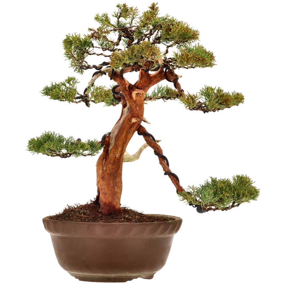 Ginepro cinese, ca. 30 anni (40 cm)