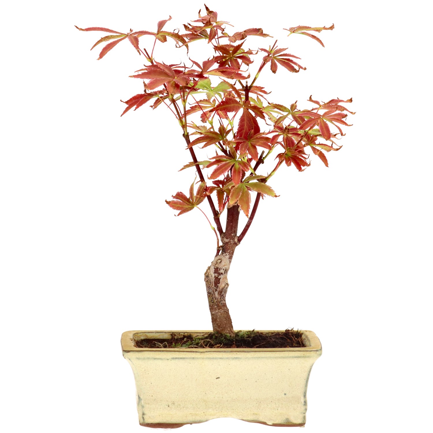 Jap. Maple (Deshojo), approx. 7 y. (21 cm)