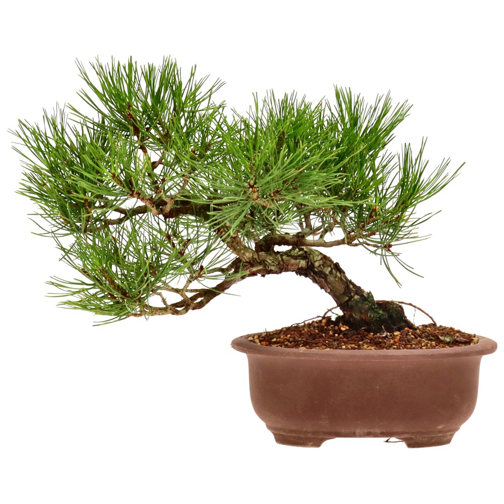 bonsai.fallbackImageTitle