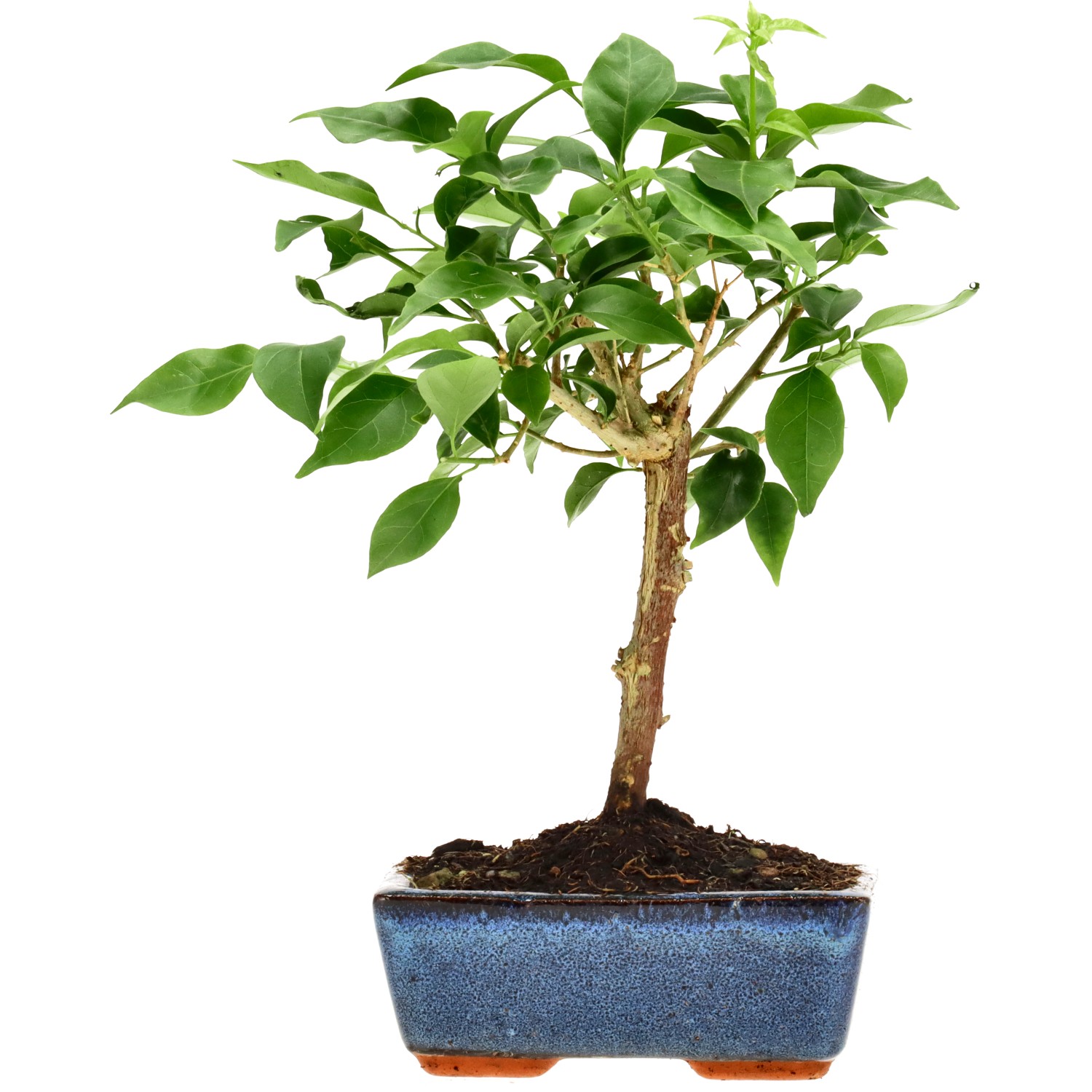 Bougainvillea (Drillingsblume), ca. 7 J. (25 cm)