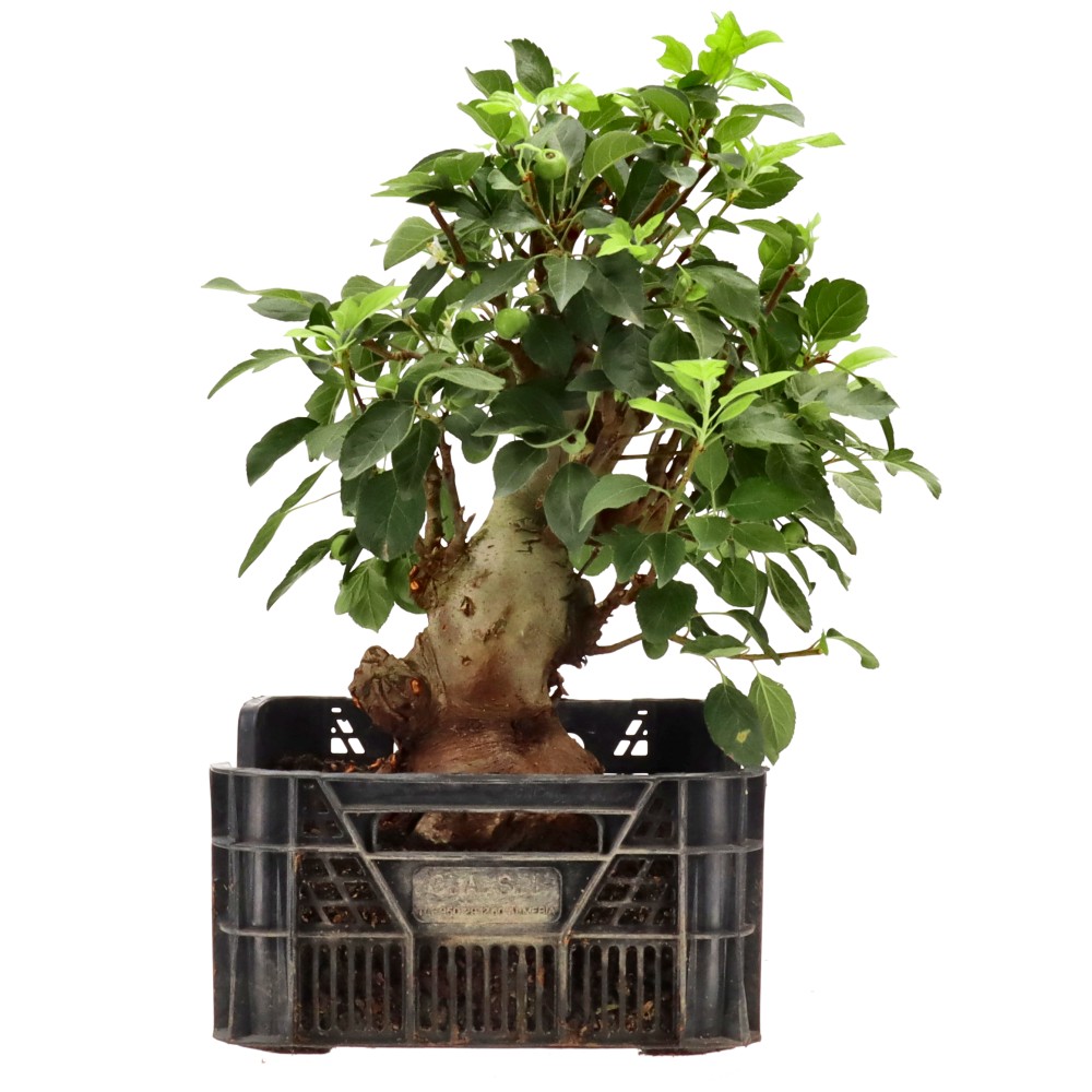 bonsai.fallbackImageTitle