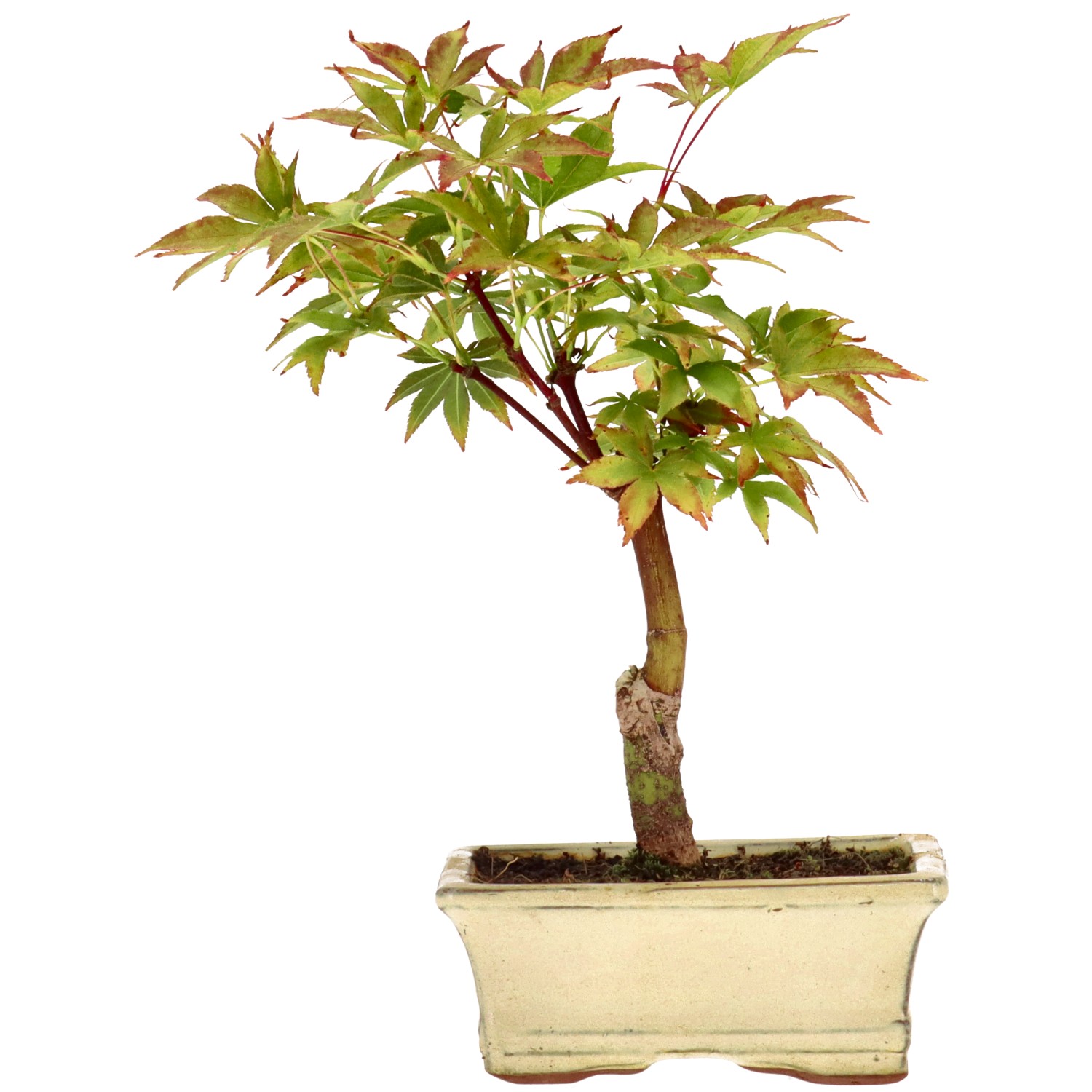 Jap. Maple (Deshojo), approx. 7 y. (22 cm)