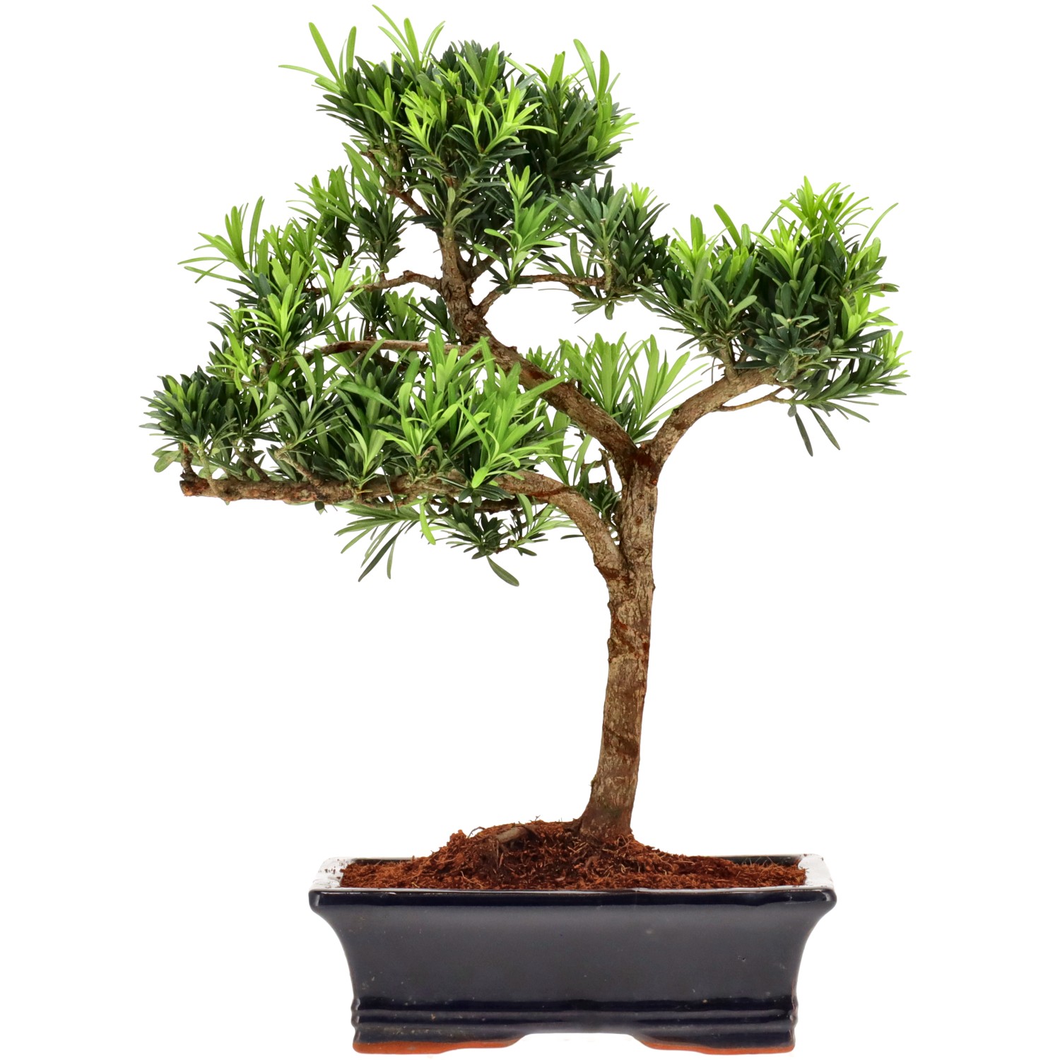 Chin. Steineibe, ca. 12 J. (40 cm)