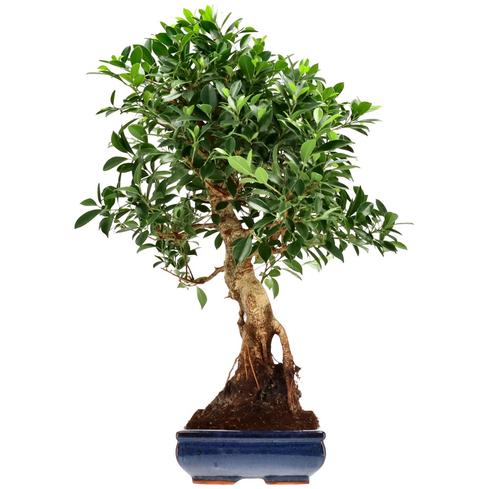 Chin. Feigenbaum (Retusa), ca. 20 J. (69 cm)