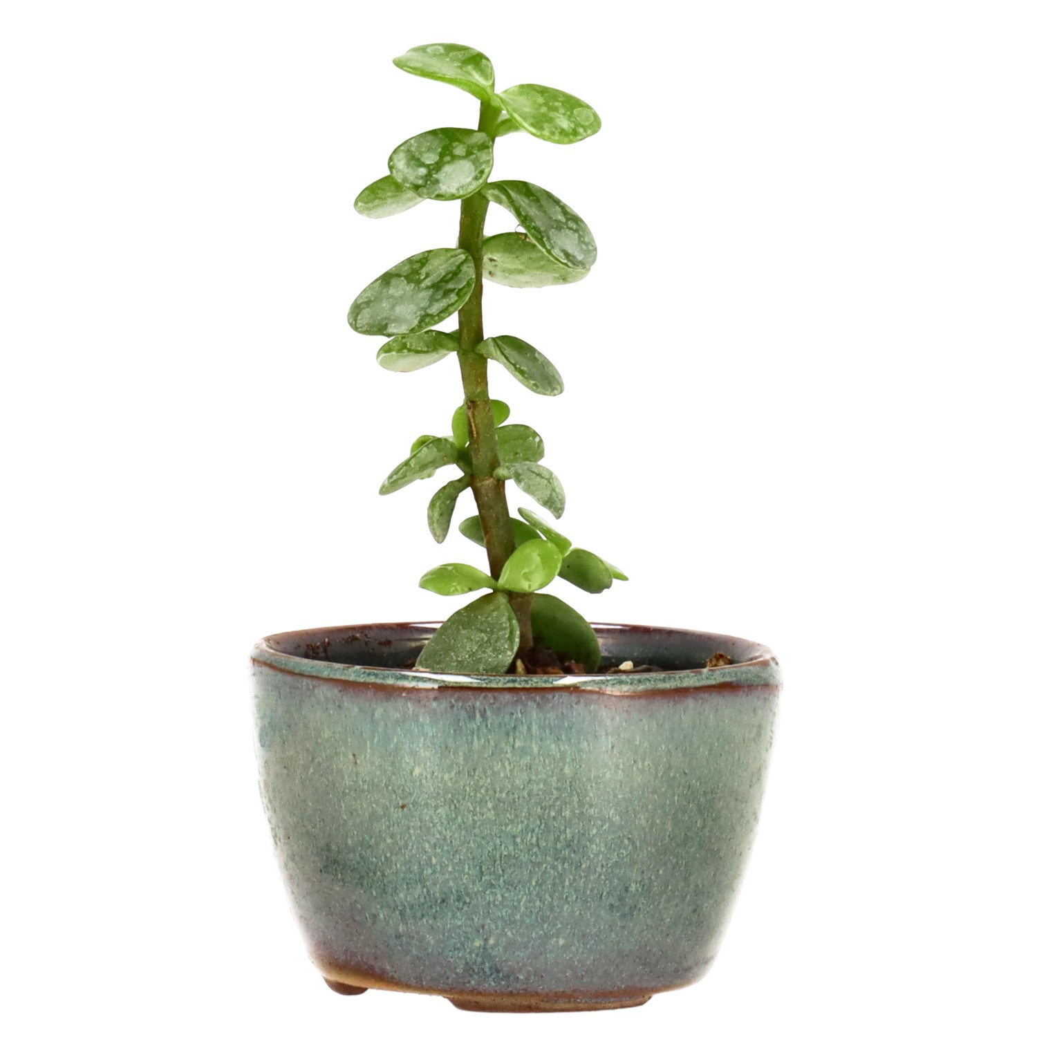 Jadebaum, ca. 1 J. (9 cm)