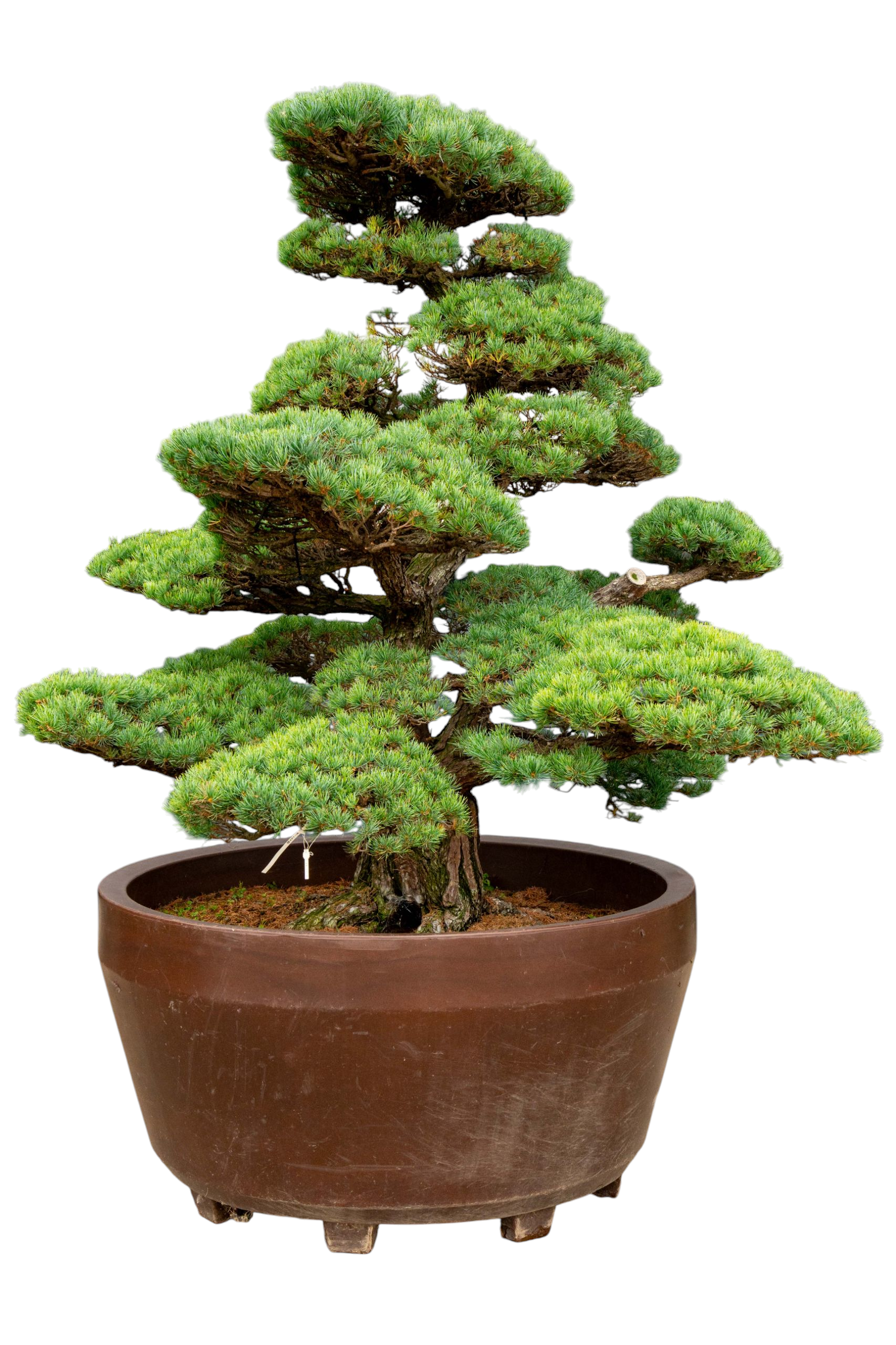 bonsai.fallbackImageTitle