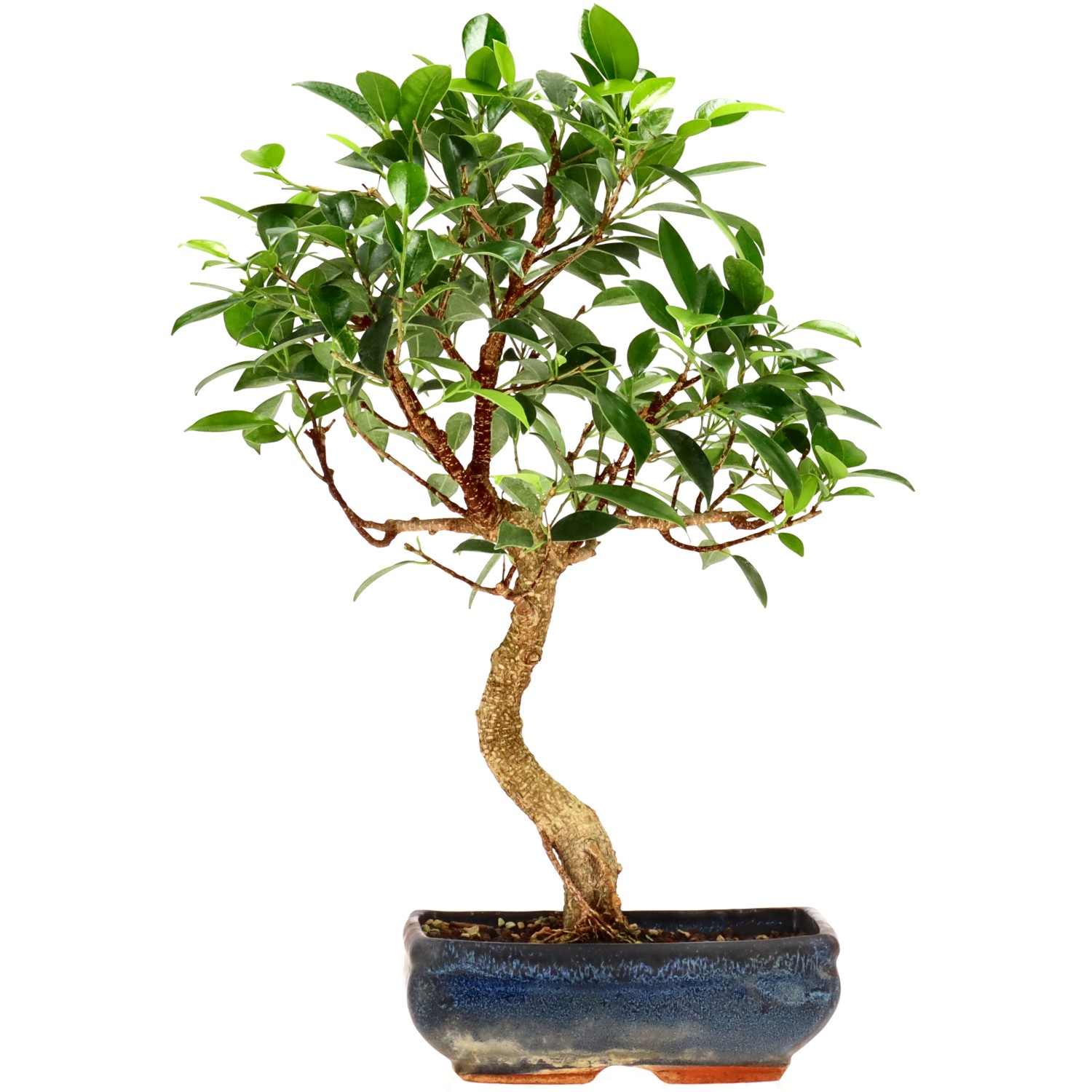Chin. Feigenbaum (Ret.), ca. 9 J. (36 cm)