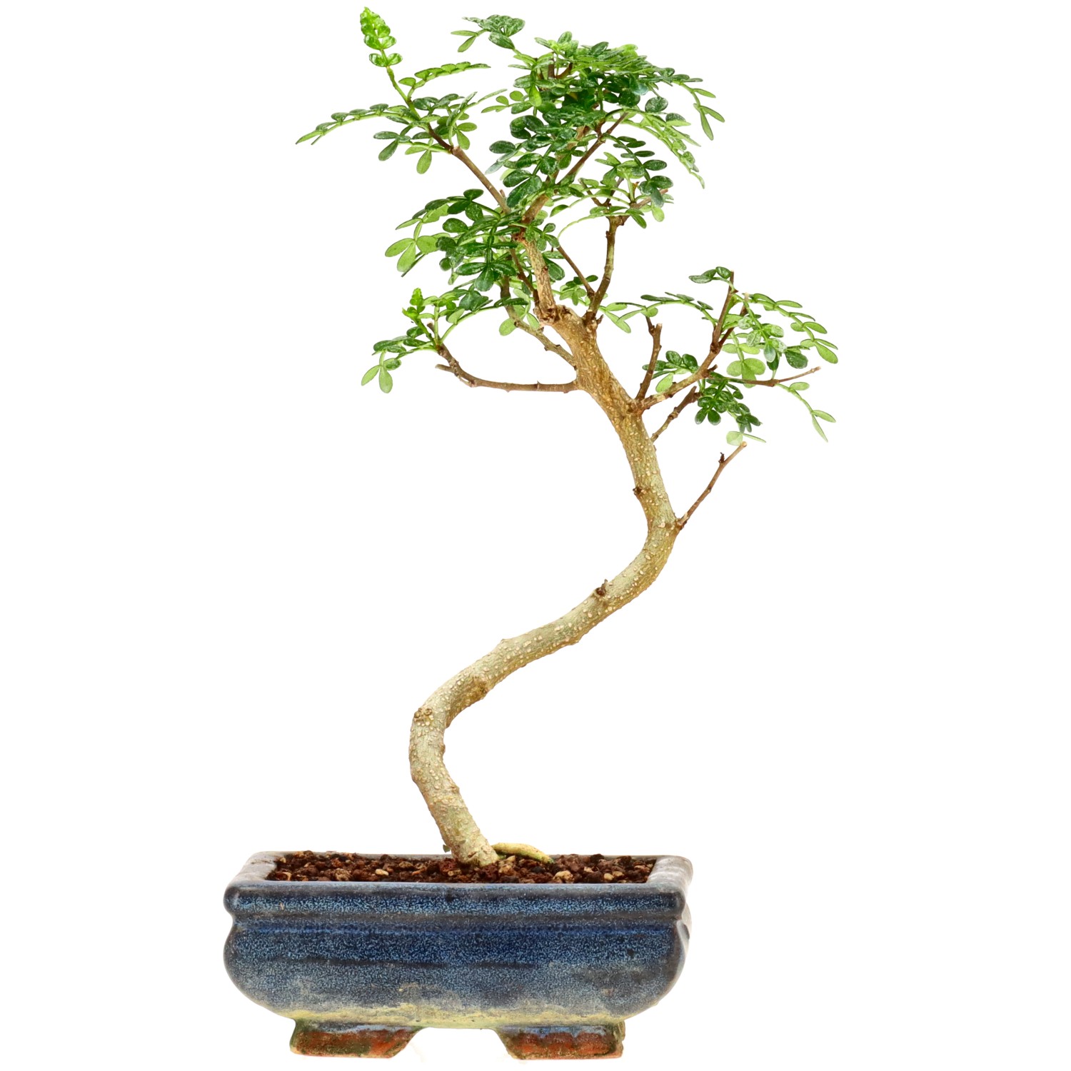 Pfefferbaum, ca. 7 J. (25 cm)
