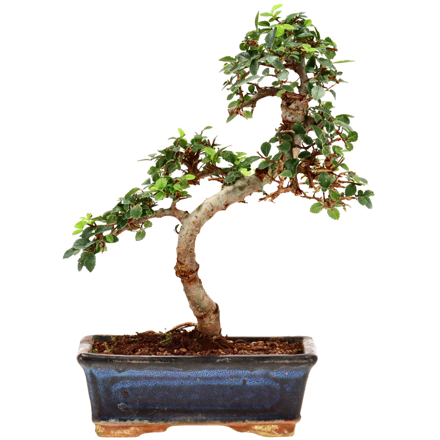Olmo chino, aprox. 9 años (27 cm)